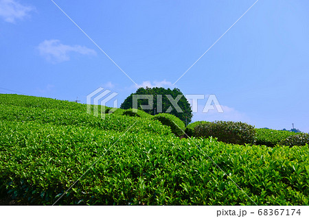 太鼓山古墳 安積親王陵墓 和束の茶畑 太鼓山古墳 安積親王陵墓 和束の茶畑 68367174