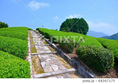 太鼓山古墳 安積親王陵墓　和束の茶畑 68367175