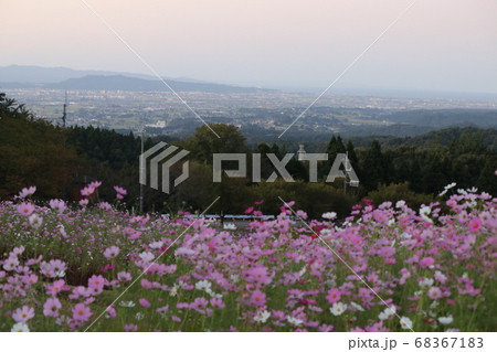 夢の平スキー場よりコスモスと砺波平野 夢の平スキー場よりコスモスと砺波平野 68367183