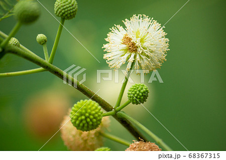 Leucaena leucocephala、イピルイピル（フィリピンの呼び方）、日本名：ギンネム,ギ 68367315
