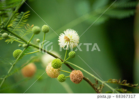 Leucaena leucocephala、イピルイピル（フィリピンの呼び方）、日本名：ギンネム,ギ 68367317