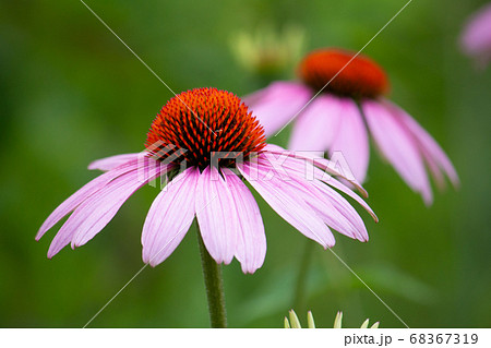 免疫力アップのハーブであるエキナセアの一種 エキナセア パリダ ピンク色の花弁が垂れさがる品種 ハの写真素材