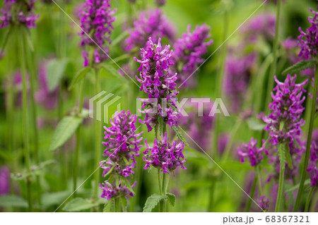 カッコウチョロギ(別名 ベトニー、 ウッドベトニーなど) 学名:Stachys officinali カッコウチョロギ(別名 ベトニー、 ウッドベトニーなど) 学名:Stachys officinali 68367321