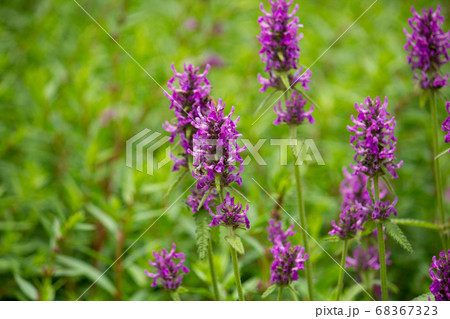カッコウチョロギ 別名 ベトニー ウッドベトニーなど 学名 Stachys Officinaliの写真素材