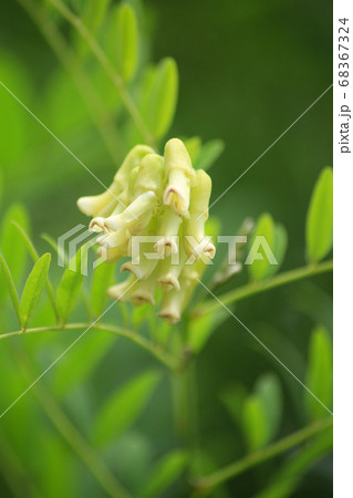 クララ 眩草 苦参 学名 Sophora Flavescens の花が咲いた 生薬原料 根が漢方原の写真素材