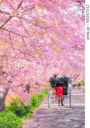 南伊豆町・下賀茂の河津桜 (ソフトフォーカス) 南伊豆町・下賀茂の河津桜 (ソフトフォーカス) 68367352