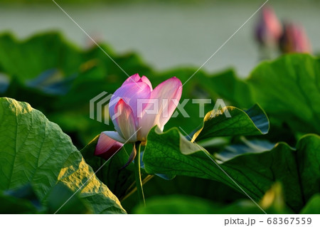 夕日を浴びて輝くハスの花 琵琶湖 滋賀の写真素材