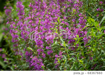 ミソハギ（禊萩、学名：Lythrum anceps）の花が満開、千屈菜（せんくつさい）という生薬の原の写真素材 [68367660] - PIXTA