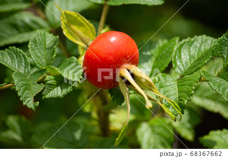 ハマナス（浜茄子、浜梨、玫瑰、学名：Rosa rugosa）の果実（ローズヒップとして食用になる）	 68367662