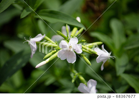 サボンソウ、学名：Saponaria officinalis L.、別名シャボンソウ、セッケンソウ( 68367677