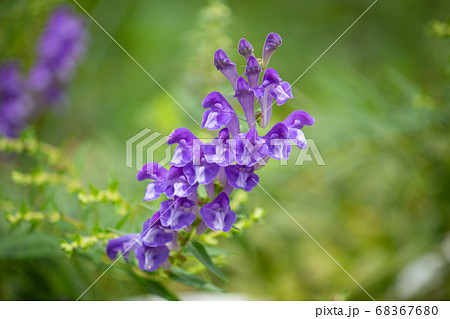コバネバナ（黄金花、Scutellaria baicalensis Georgi、Scutellar 68367680
