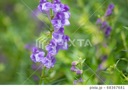 コバネバナ（黄金花、Scutellaria baicalensis Georgi、Scutellar 68367681