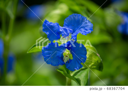 オオボウシバナ(大帽子花、学名 Commelina communis var. hortensis) オオボウシバナ(大帽子花、学名 Commelina communis var. hortensis) 68367704