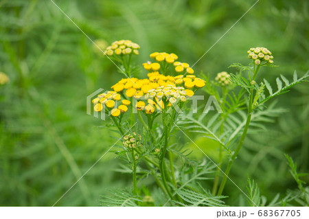 タンジー(学名:Tanacetum vulgare)日本名:ヨモギギク、蓬菊(日本) タンジー(学名:Tanacetum vulgare)日本名:ヨモギギク、蓬菊(日本) 68367705