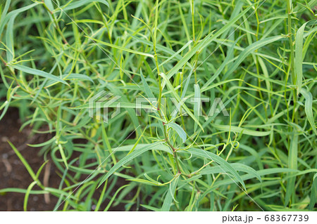 ミシマサイコ（三島柴胡、Bupleurum scorzonerifolium）、漢方薬原料、大柴胡湯 68367739