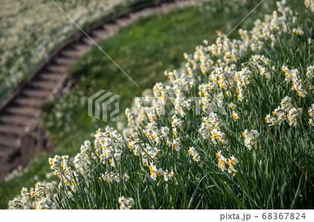 水仙の花　初春イメージ 68367824