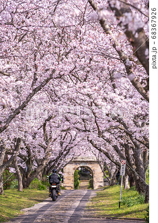 桜のアーチ　春のイメージ 68367926