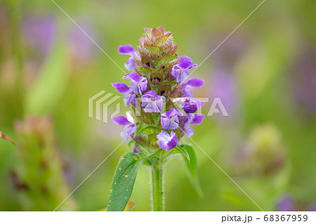 ウツボグサ(空穂草、靫草、学名:Prunella vulgaris L. subsp. asiati ウツボグサ(空穂草、靫草、学名:Prunella vulgaris L. subsp. asiati 68367959