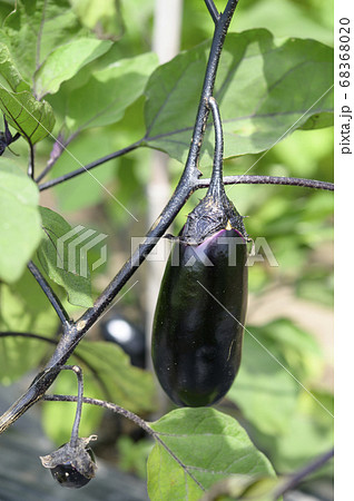 家庭菜園で実ったナス 68368020