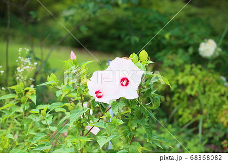 タイタンビカスの花 68368082