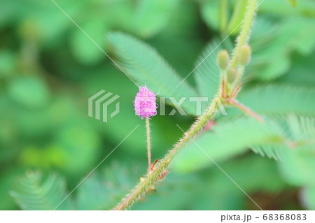 オジギソウの花 68368083