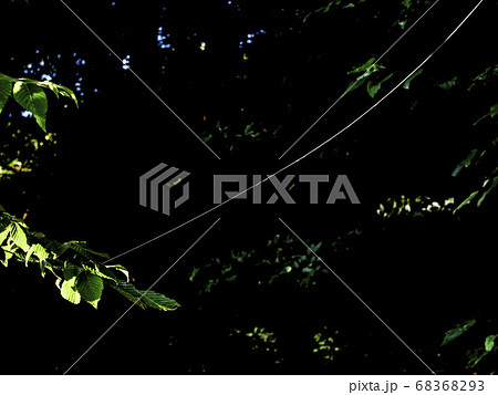 写真 蜘蛛の糸 一本のクモ糸 写真 蜘蛛の糸 一本のクモ糸 68368293