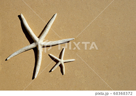 Two starfish brown plywood background. 68368372