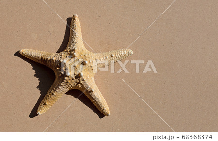 Starfish brown plywood background. Starfish brown plywood background. 68368374