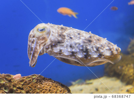 コブシメ 68368747