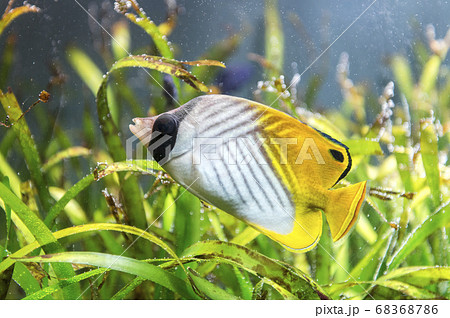 棘蝶々魚