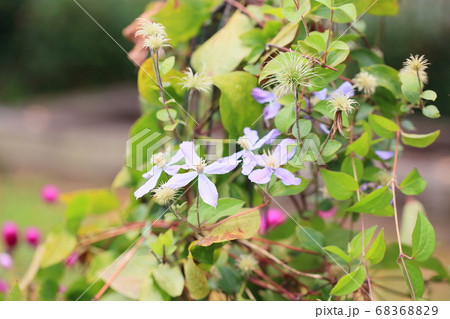 クレマチスの花 68368829