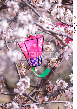 桜とランタン 春のイメージ 桜とランタン 春のイメージ 68369059