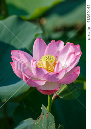 蓮の花 68369146