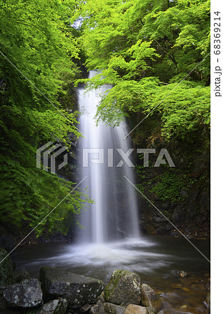 白藤の滝（三重県伊賀市） 68369214