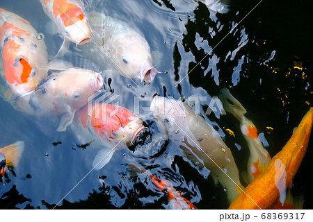 三景園のコイ4 三景園のコイ4 68369317