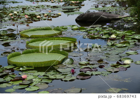 高知幡多郡三原村星ヶ丘公園のオニバス 68369743