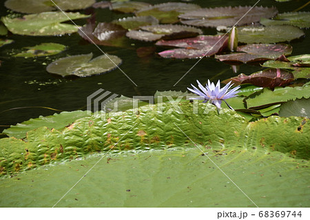 オニバスの葉っぱと青睡蓮の花 オニバスの葉っぱと青睡蓮の花 68369744