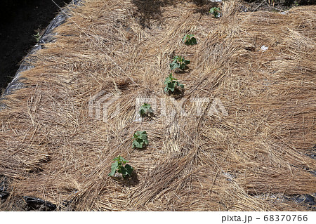 夏の家庭菜園 68370766