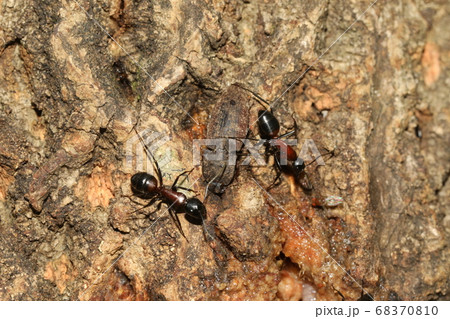 サビキコリとムネアカオオアリ サビキコリとムネアカオオアリ 68370810