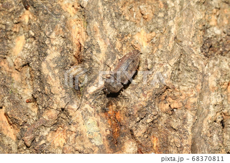 サビキコリ 68370811