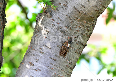 木にとまったミンミンゼミ 68373052