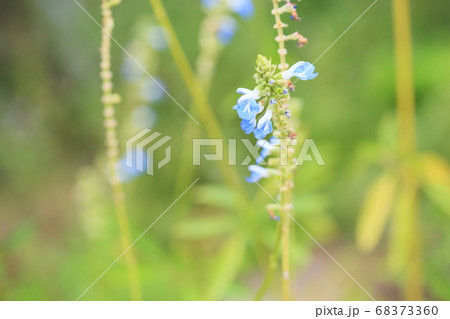 サルビアの花　ウリギノーサ 68373360