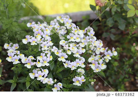 春の花壇に咲くネメシアの白い花 68373362