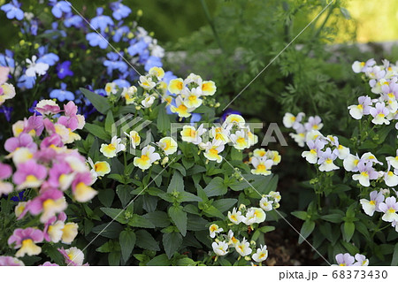 春の花壇に咲くネメシアの花の写真素材