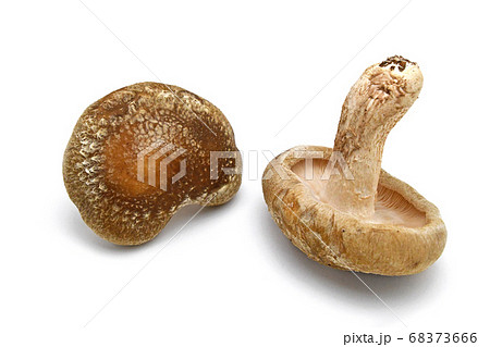 生椎茸（八色しいたけ） 68373666
