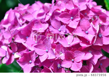 紫陽花 アジサイ あじさい 68373956