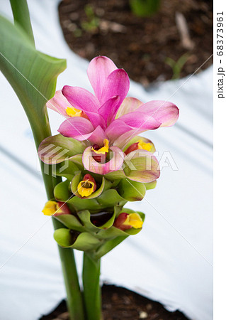 ガジュツ（我朮、英名：zedoary、学名：Curcuma zedoaria ）、別名：紫ウコン：シ 68373961