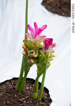 ガジュツ 我朮 英名 Zedoary 学名 Curcuma Zedoaria 別名 紫ウコン シの写真素材 ガジュツ 我朮 英名 Zedoary 学名 Curcuma Zedoaria 別名 紫ウコン シの写真素材