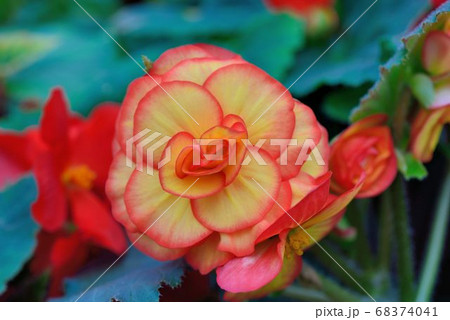 薔薇 バラ科 バラ 68374041