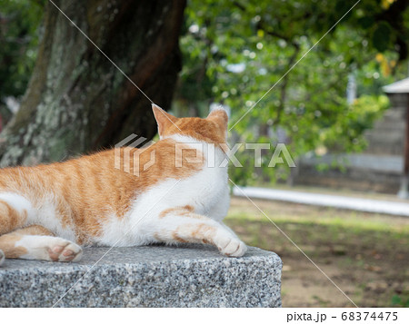 石の上に座る茶色と白の猫の後ろ姿の写真素材